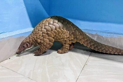 pangolin